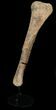 Long Kritosaurus Tibia On Stand - Aguja Formation #38972-4